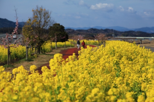 五ヶ瀬川の菜の花と河津桜