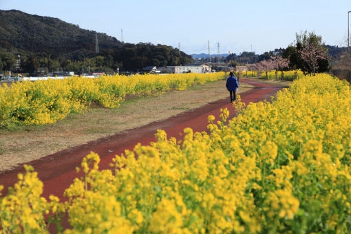 五ヶ瀬川の菜の花と河津桜