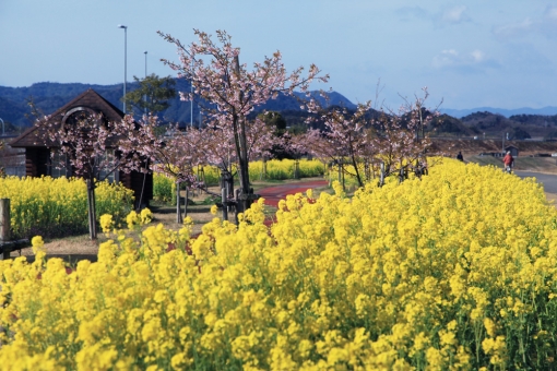 五ヶ瀬川の菜の花と河津桜