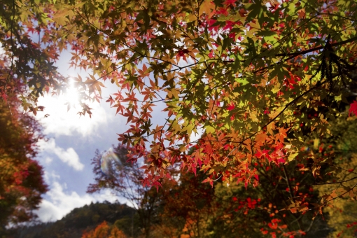 延岡市北方町の紅葉