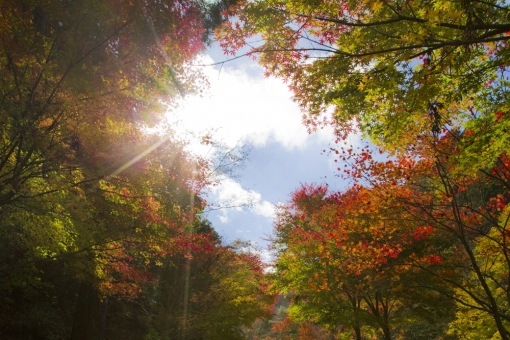 週末はぜひ宮崎県北へ(^^)