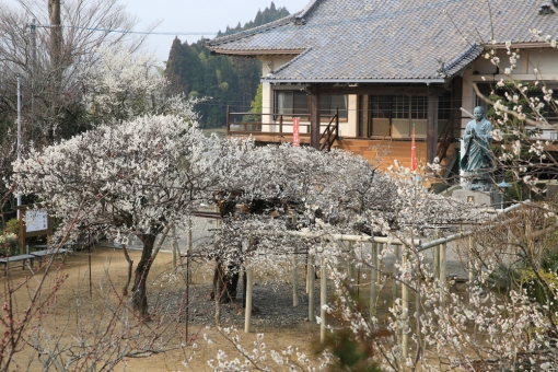 樹齢220年、本東寺の『慧日梅』と水行式（延岡市）