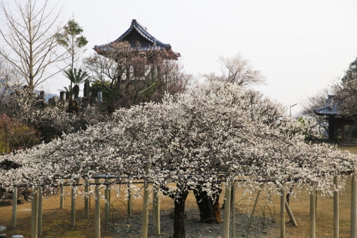 樹齢220年、本東寺の『慧日梅』と水行式（延岡市）