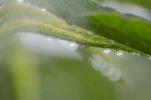 雨上がり！