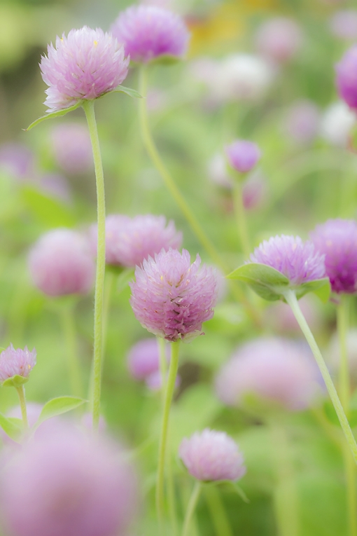 いつも立ち寄る事務所のそばの小さなお花畑