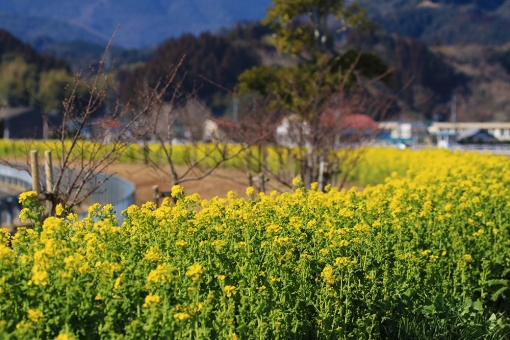 五ヶ瀬川堤防の菜の花