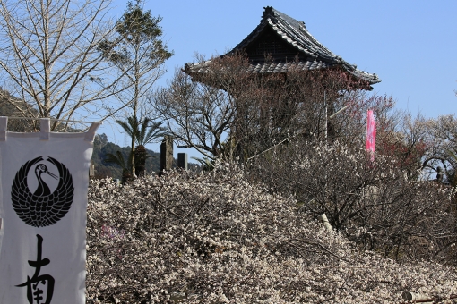 延岡市『本東寺』の梅がピーク！